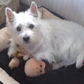 Triest verhaal over onze Westy Iggy.