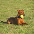 Duitse Pinscher