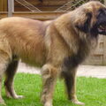 Leonberger