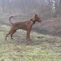 Duitse Pinscher