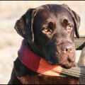 Labrador
