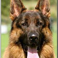 Duitse Herder