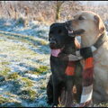 Labrador