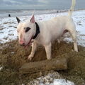 Bull Terrier