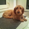 Basset Fauve de Bretagne