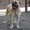 Boerboel