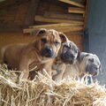 Boerboel