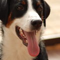 Appenzeller Sennenhond