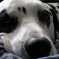 Dalmatische hond