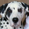 Dalmatische hond