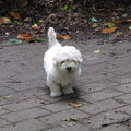 Coton de Tulear