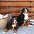 Berner Sennenhond
