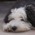 Bearded Collie
