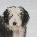 Bearded Collie