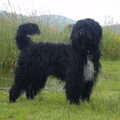 Portugese Waterhond
