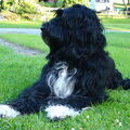 Portugese Waterhond