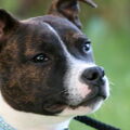 Staffordshire Bull Terrier
