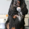 Engelse Cocker Spaniel