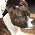 Staffordshire Bull Terrier