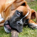 Boxer