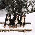 Berner Sennenhond
