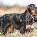 Engelse Cocker Spaniel
