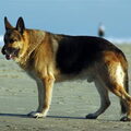 Duitse Herder