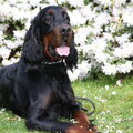 Gordon Setter