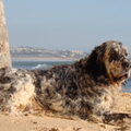 Engelse Setter
