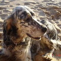 Engelse Setter