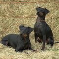 Manchester Terrier