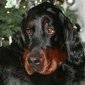 Gordon Setter