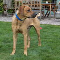 Rhodesian Ridgeback