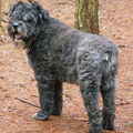 Bouvier