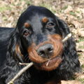 Gordon Setter