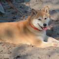 Shiba Inu