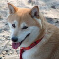 Shiba Inu