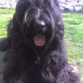 Briard