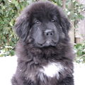 Tibetaanse Mastiff