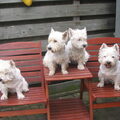 West Highland White Terrier