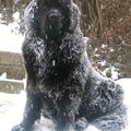 Newfoundlander