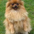 Keeshond, Dwerg