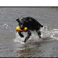 Flat Coated Retriever