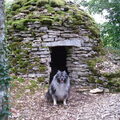 Keeshond, Grijze
