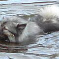 Keeshond, Grijze