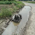 Keeshond, Grijze