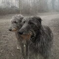 Deerhound