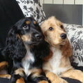Engelse Cocker Spaniel