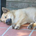 IJslandse Hond