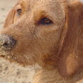 Basset Fauve de Bretagne